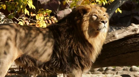 A sunlit Asian lion, side view, standing on forest background. King of beasts Stock Footage 46423479