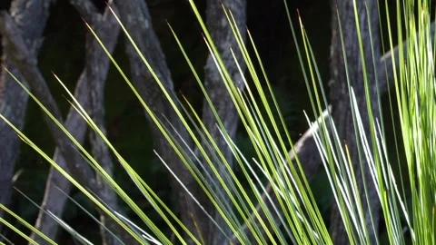 Sunlit Australian Grass Tree Leaves in Blue Mountains Bushland Stock Footage 343366316