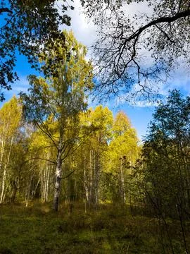 Sunlit Autumn Birch Forest with Bright Foliage and Clear Blue Sky Stock Photos