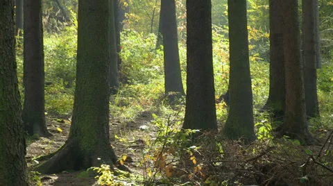 Sunlit autumn forest Stock Footage 32258686
