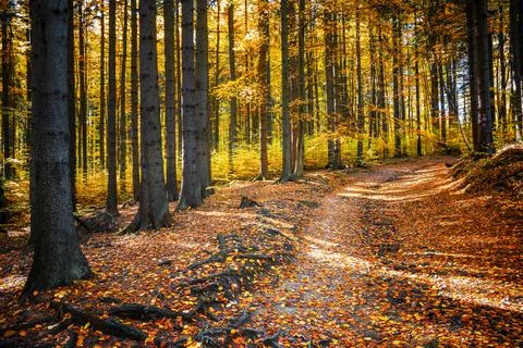 Sunlit autumn forest path with fallen leaves Stock Photos