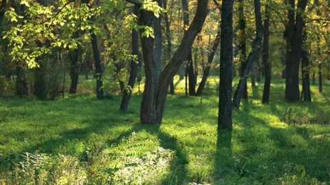 Sunlit Autumn Forest Path. Stock Footage 306648110