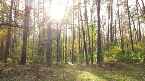 Sunlit Autumn Forest Path Through Tall Trees Stock Footage 300820303