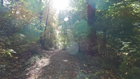 Sunlit autumn forest trail winding through tall trees, dappled light on fallen Stock Footage 343308582