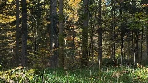 Sunlit Autumn Forest with Undergrowth Stock Footage 288832609