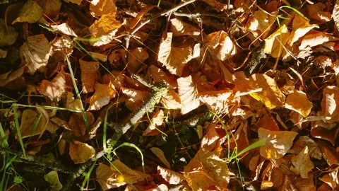 Sunlit autumn leaf litter on forest floor with scattered grass and twigs showing Stock Footage 345398189