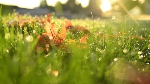 Sunlit Autumn Leaves Stock Footage 209162528