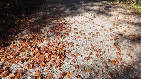Sunlit Autumn Leaves on Path Stock Footage 289011832