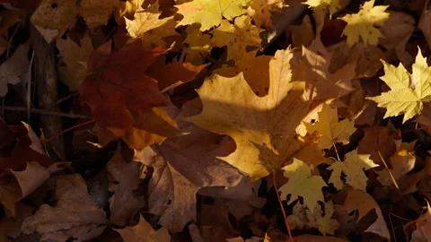 Sunlit Autumn Maple Leaf Carpet on Woodland Ground in Ontario Stock Footage 346007418