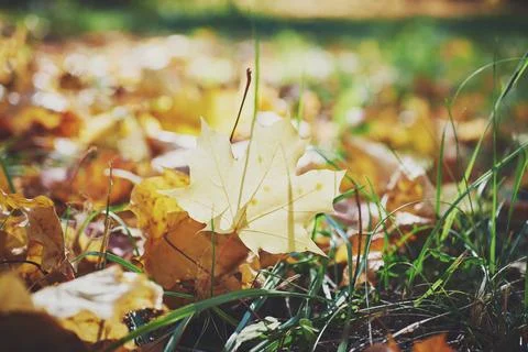 A sunlit autumn maple leaf in the grass. Sunny autumn background. Stock Photos