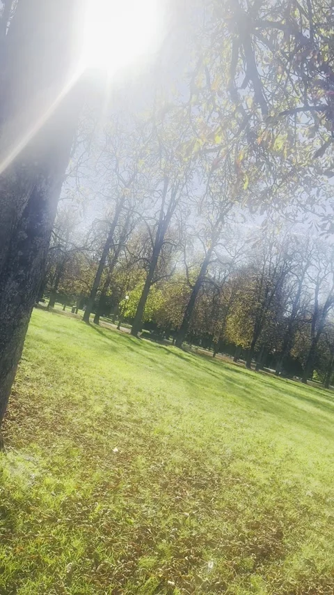 Sunlit Autumn Park With Trees and Shadows. 库存影片 322197944