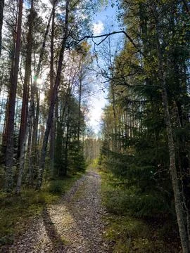 Sunlit Autumn Path Through Dense Forest with Leaf-Covered Trail Stock Photos
