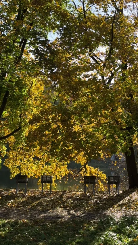 Sunlit autumn scene on the Neris river bank in Vilnius. Vertical static video Stock Footage 294255374