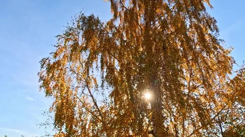 Sunlit autumn tree branches moving in soft wind Stock Footage 321885644