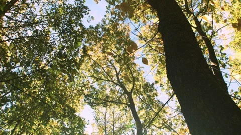 Sunlit autumnal forest Stock Footage 88723480