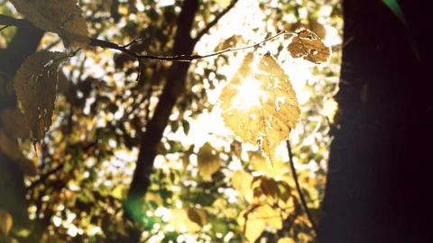 Sunlit autumnal forest Stock Footage 88723536