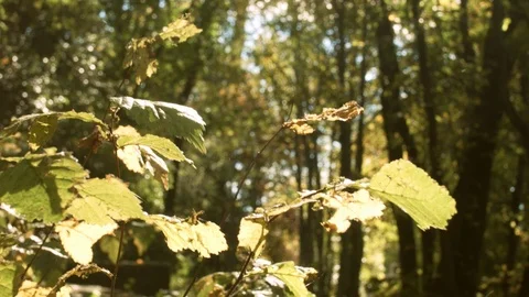 Sunlit autumnal forest Stock Footage 88724153