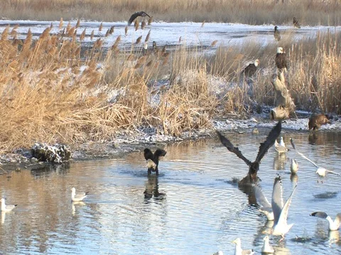 Sunlit Bald Eagles Rough Housing, w audio of eagle call Stock Footage 124510643