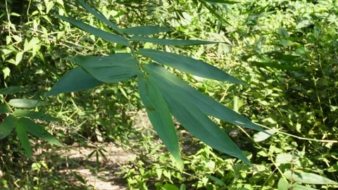 Sunlit Bamboo Foliage Stock-Footage 326152494