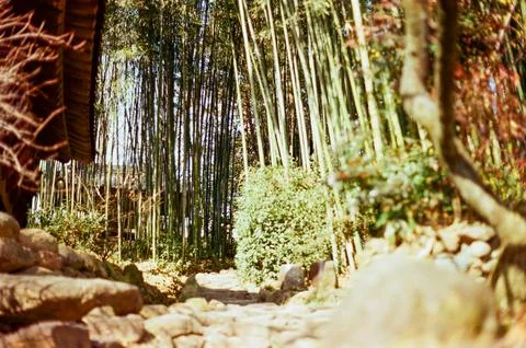 Sunlit Bamboo Forest Path Beside Traditional Wooden Building Stock Photos