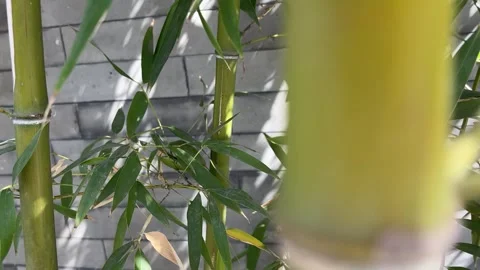 Sunlit Bamboo Swaying with Dynamic Shadows on Brick Wall Stock Footage 331901068