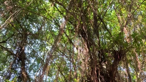 Sunlit Banyan Tree Branches and Leaves Stockbeeldmateriaal 306288494
