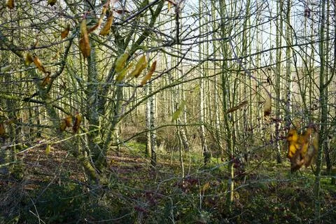 Sunlit Bare Trees With Red Berries And Moss In Gedling Country Park, England. Stock Photos