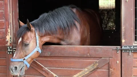 Sunlit barn stable bay horse extends head over weathered halfdoor, standing Stock Footage 344815980