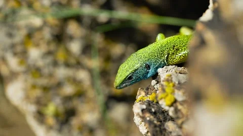 Sunlit Beauty: Vibrant Lizard Basking on Rocky Surface Stock Footage 273366198