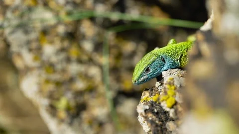 Sunlit Beauty: Vibrant Lizard Basking on Rocky Surface Stock Footage 273366286