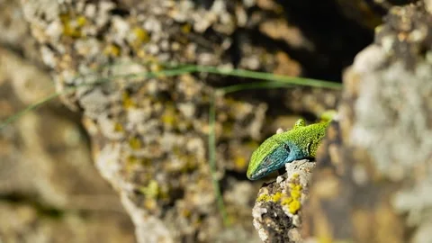 Sunlit Beauty: Vibrant Lizard Basking on Rocky Surface Stock Footage 273366401