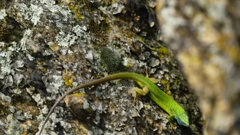 Sunlit Beauty: Vibrant Lizard Basking on Rocky Surface Stock Footage 273366442