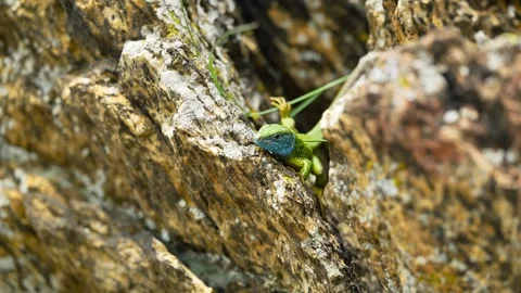 Sunlit Beauty: Vibrant Lizard Basking on Rocky Surface Stock Footage 273366619