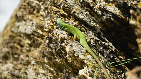 Sunlit Beauty: Vibrant Lizard Basking on Rocky Surface Stock Footage 273366624