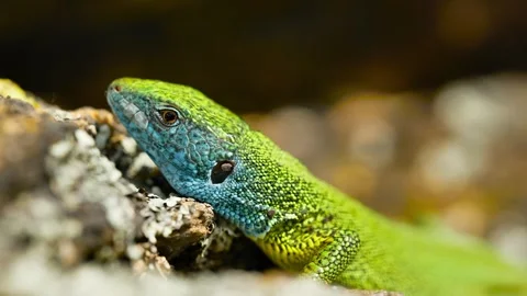 Sunlit Beauty: Vibrant Lizard Basking on Rocky Surface Stock Footage 273366823