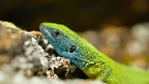 Sunlit Beauty: Vibrant Lizard Basking on Rocky Surface Stock Footage 273366842
