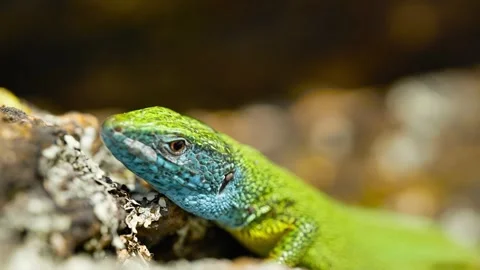 Sunlit Beauty: Vibrant Lizard Basking on Rocky Surface Stock Footage 273367018