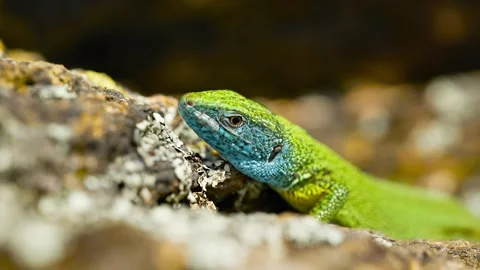 Sunlit Beauty: Vibrant Lizard Basking on Rocky Surface Stock Footage 273367082
