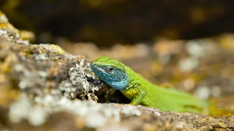 Sunlit Beauty: Vibrant Lizard Basking on Rocky Surface Stock Footage 273367144