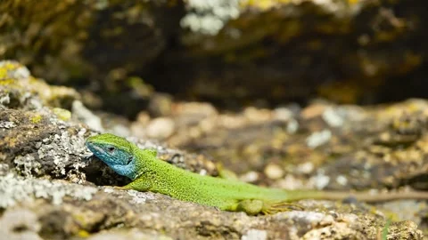Sunlit Beauty: Vibrant Lizard Basking on Rocky Surface Stock Footage 273367269