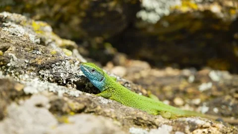 Sunlit Beauty: Vibrant Lizard Basking on Rocky Surface Stock Footage 273367337