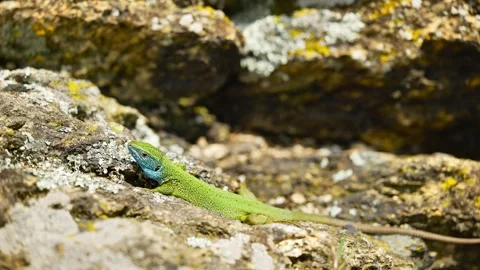 Sunlit Beauty: Vibrant Lizard Basking on Rocky Surface Stock Footage 273367529