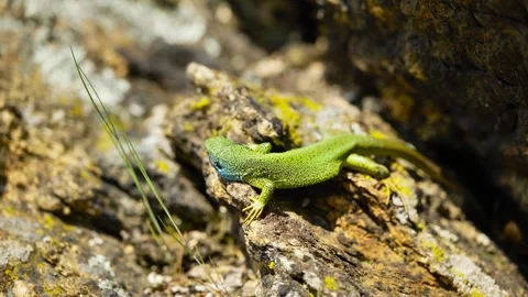 Sunlit Beauty: Vibrant Lizard Basking on Rocky Surface Stock Footage 273367587