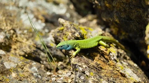 Sunlit Beauty: Vibrant Lizard Basking on Rocky Surface Stock Footage 273367760