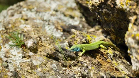 Sunlit Beauty: Vibrant Lizard Basking on Rocky Surface Stock Footage 273367799