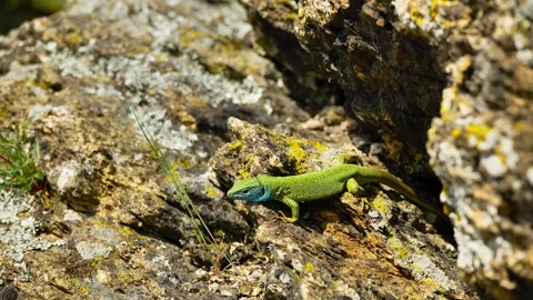 Sunlit Beauty: Vibrant Lizard Basking on Rocky Surface Stock Footage 273367975