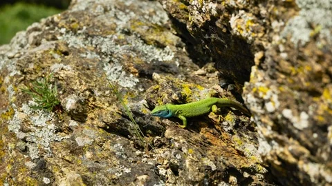 Sunlit Beauty: Vibrant Lizard Basking on Rocky Surface Stock Footage 273368012