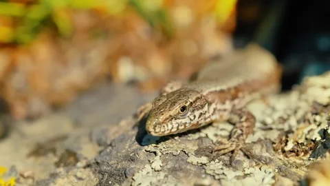 Sunlit Beauty: Vibrant Lizard Basking on Rocky Surface Stock Footage 273369100