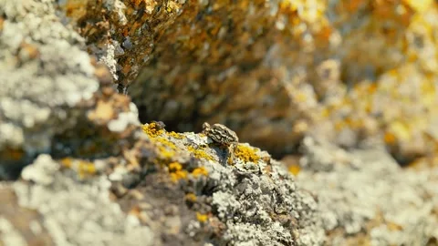 Sunlit Beauty: Vibrant Lizard Basking on Rocky Surface Stock Footage 273369307