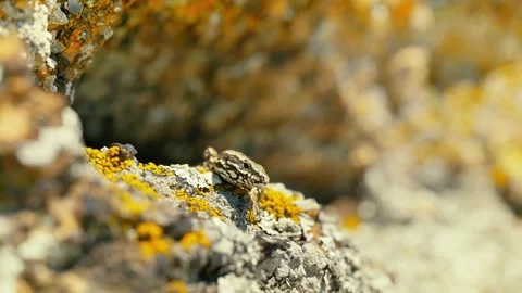 Sunlit Beauty: Vibrant Lizard Basking on Rocky Surface Stock Footage 273369383